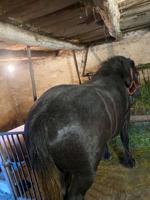 Vreți ceva mondial apelați la mine