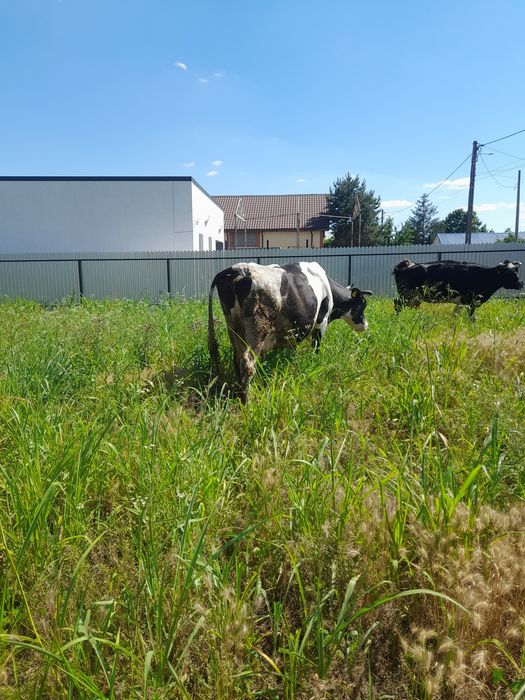 Vând vaca cu lapte