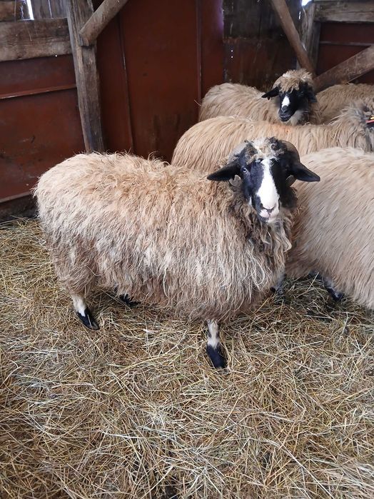 Vand 12 cârlane breze