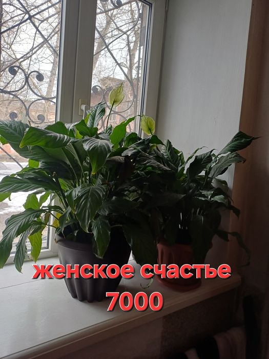 Комнатные растения цветы