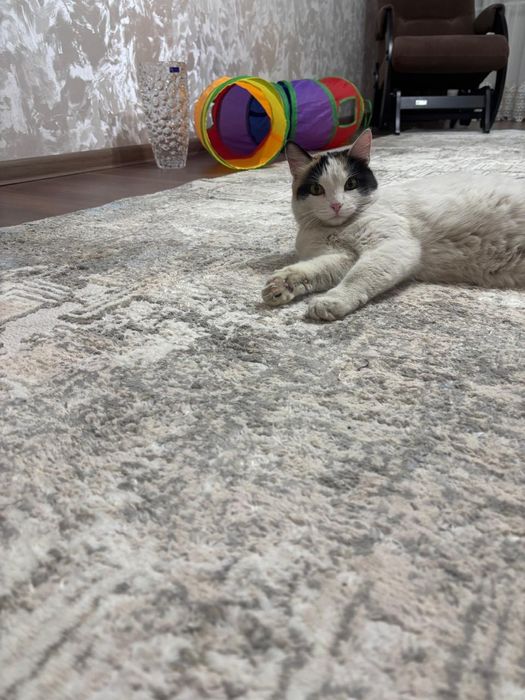 Кошка трёхцветная.