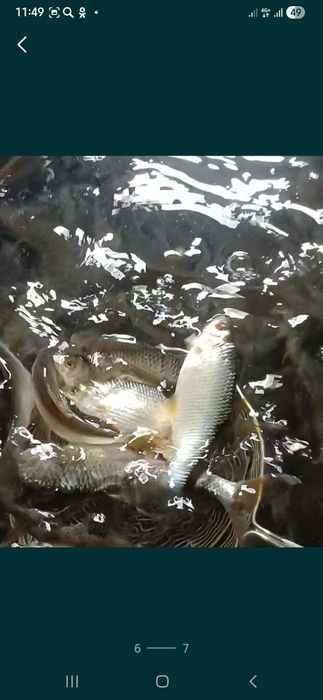 Барахолка рыбака