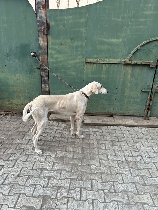 Продам тазы гладкошерстый (жарғақ)