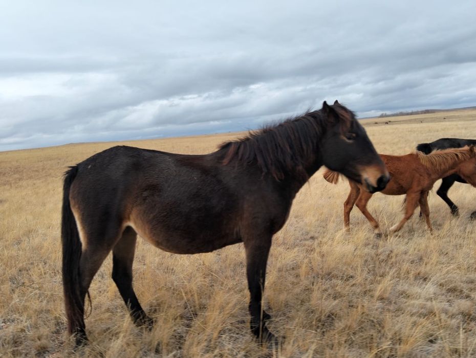 Жылқылар сатылады