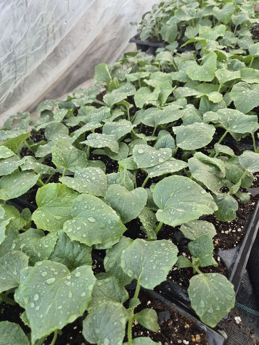 Răsaduri pepene verde/pepene galben