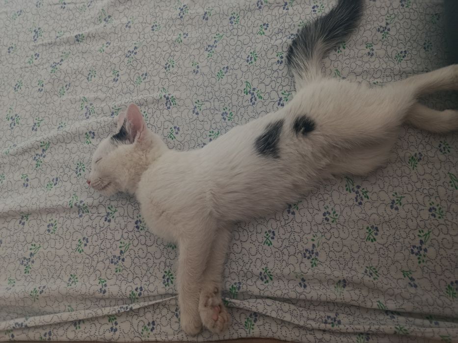 Отдам кошку маленькую в хорошие руки!