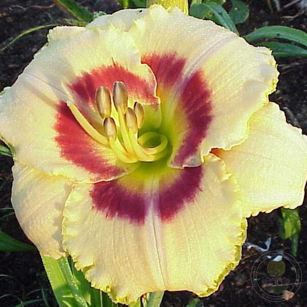 магазин "Сад - Огород - Цветы"