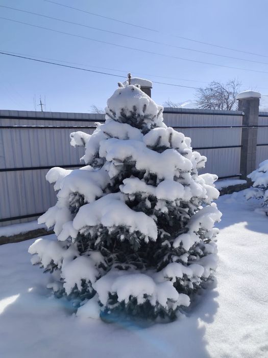 Ёлки 4 штук большие