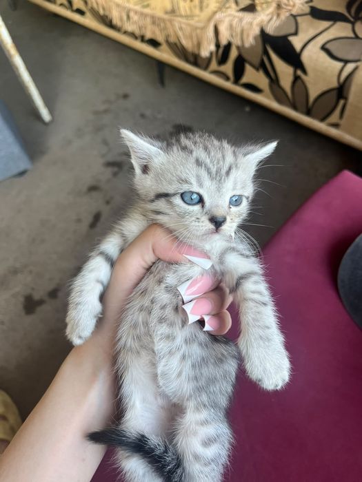 Продам котят мальчики девочки