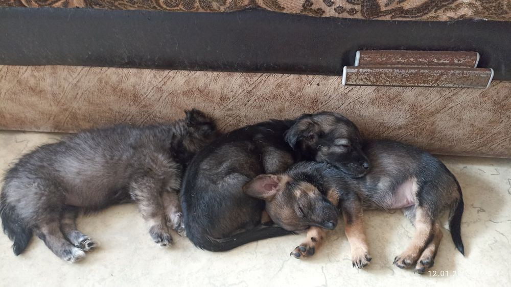 Отдам  щенков даром