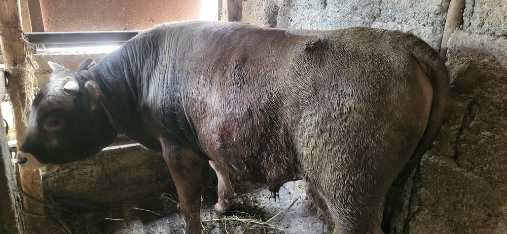 Продам 4 бычка на откорме