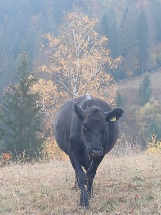 De vânzare un tăuraș și 3 vaci bune de ținut