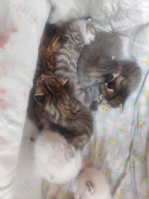 котята в добрые руки