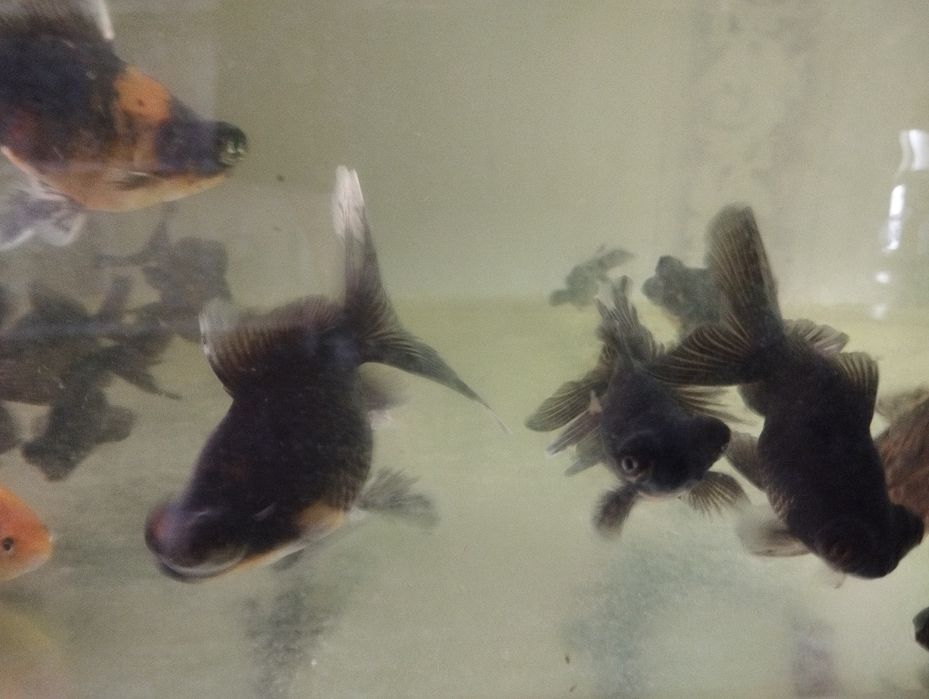 Золотые рыбки Аранда,красная шапочка и телескопы