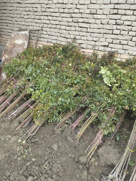 Метровка гуллар сотилади