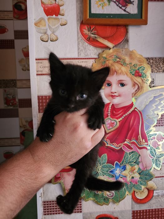 Отдам котят в добрые руки