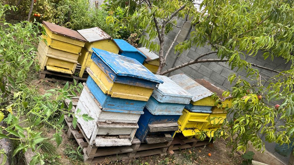 Продавам 8 кошера 12/ рамкови Силни/работещи…
