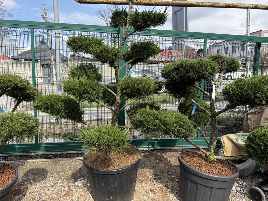 Яблони ель газон туя