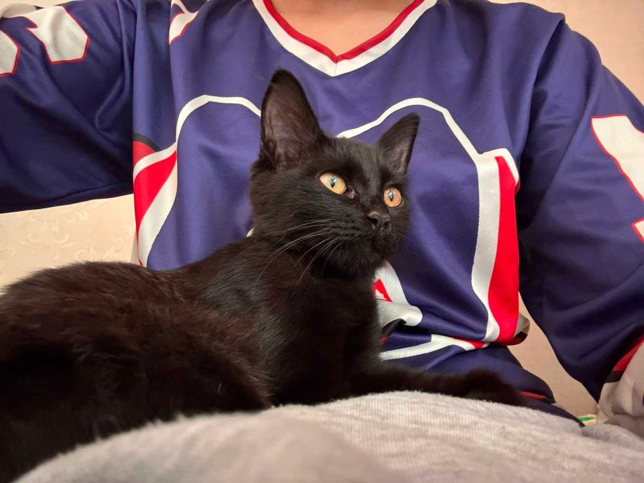 Отдам в добрые руки котенка