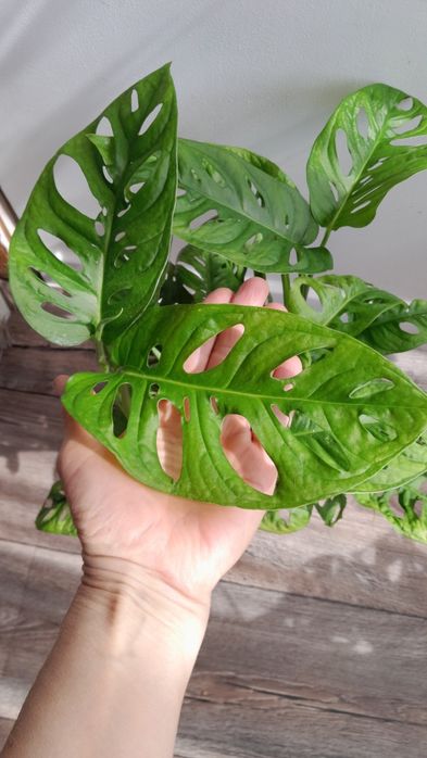 Монстера Адансона