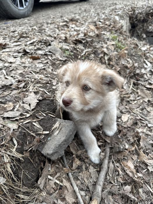 Щенята в добрые руки