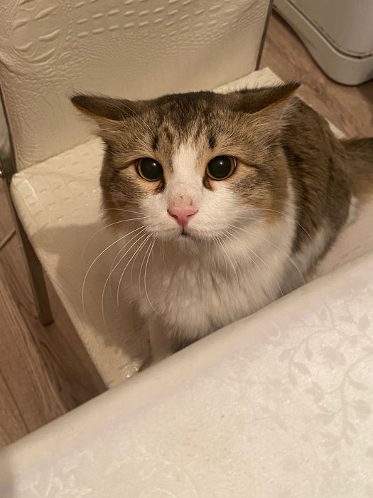 Продаю кота . Год