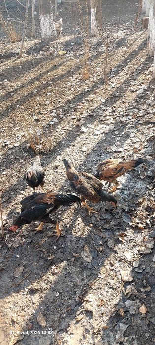 Даканлар ва  жерс