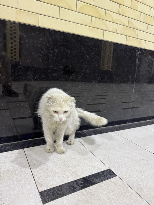 Кот турецкая ангора