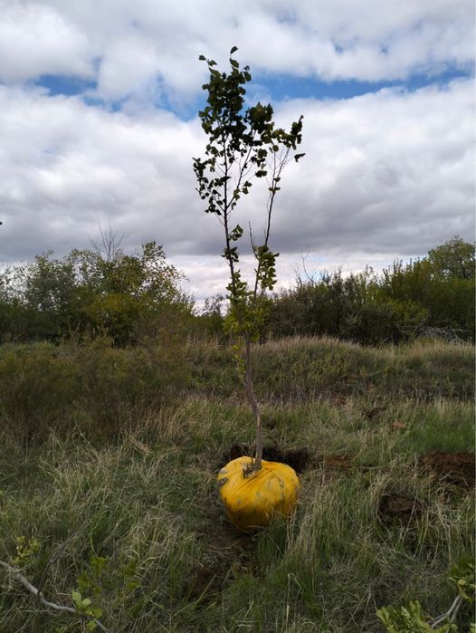 Вяз карагач клён