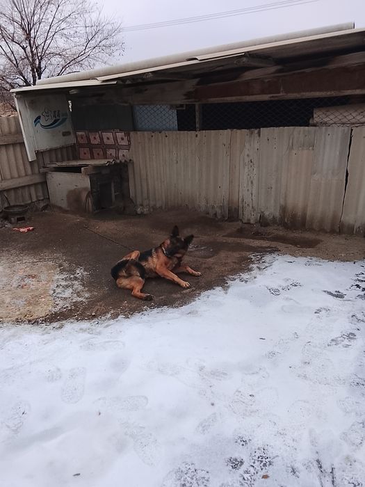 Продам собаку овчарка.