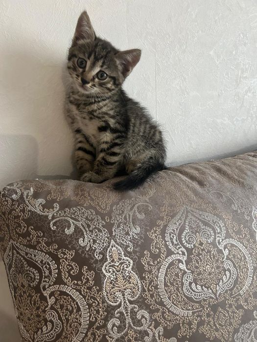 Котята тайские..