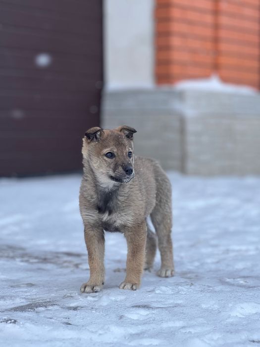 Күшік / щенок девочка