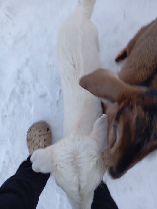 Козлята мальчики