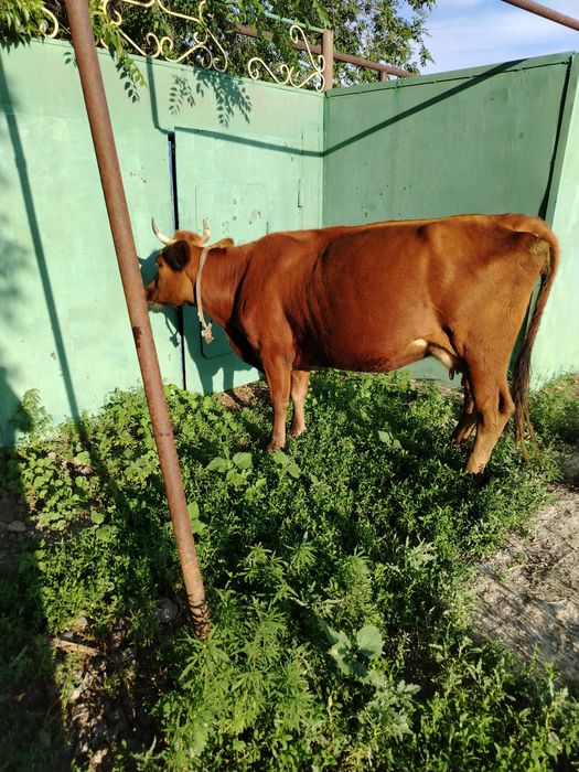 Продам дойную корову