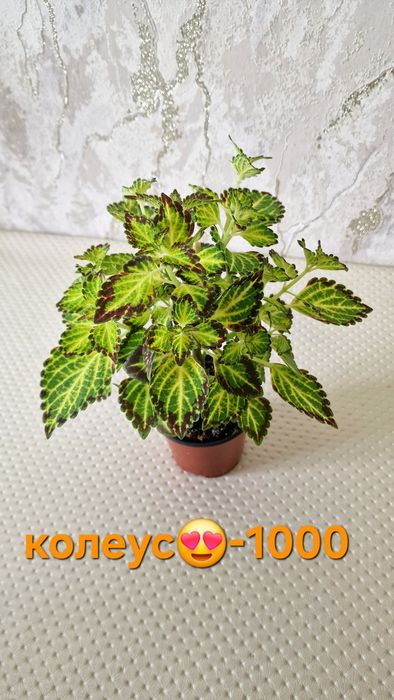 Продам домашние цветы от 1000