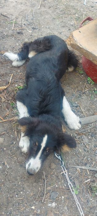 Пристраиваются в добрые руки