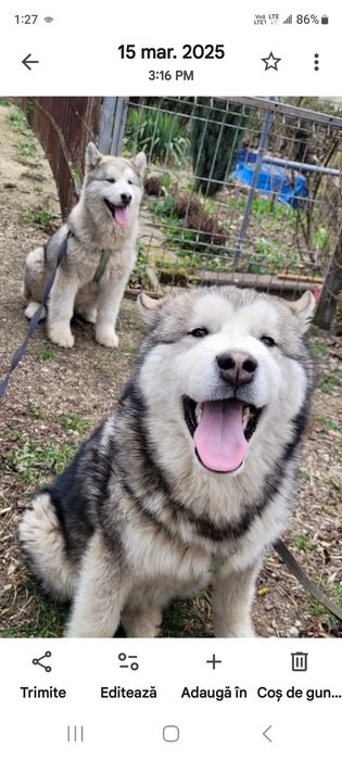 Donez malamut de alaska frumos