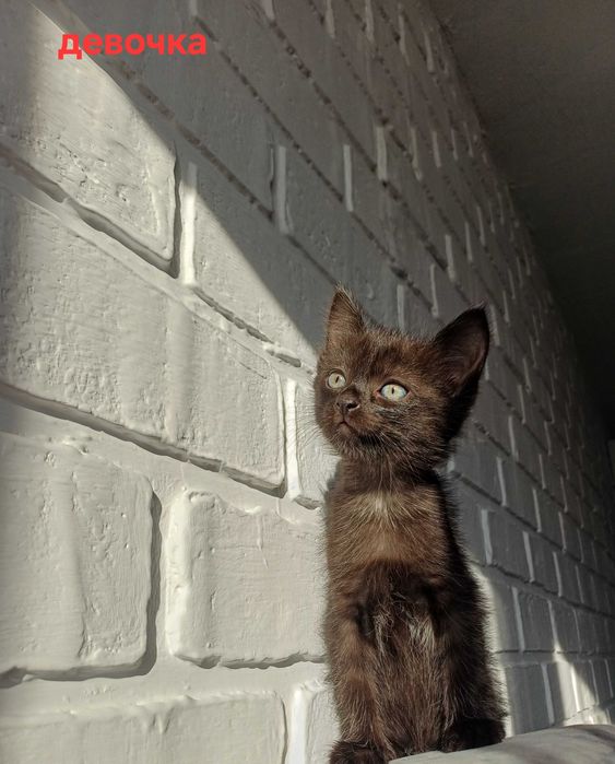 Отдам котенка в добрые руки!