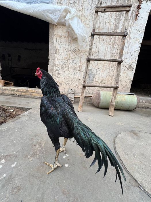 Tailnd xuroz sotiladi