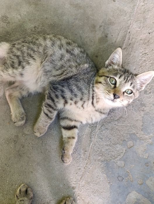 Кошечка охотница