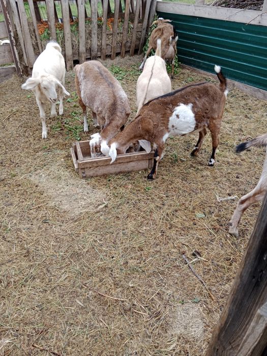 Продам дойных коз, козлят. Козла.