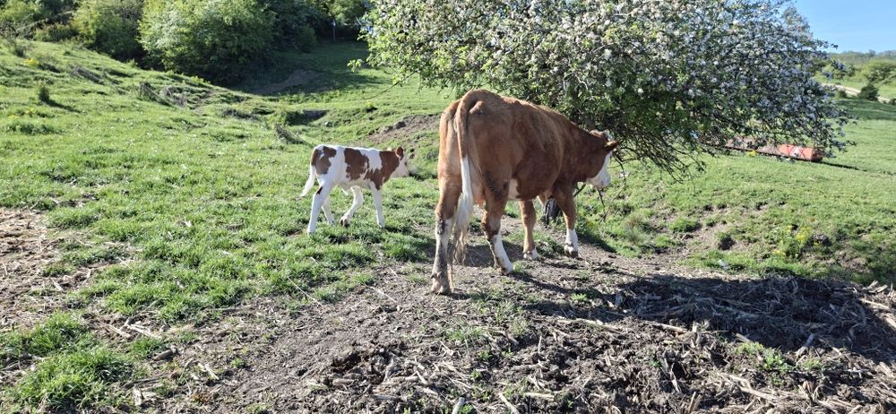 De vânzare vacă cu vitel