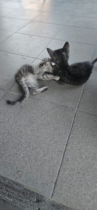 Отдам котят в хорошие руки