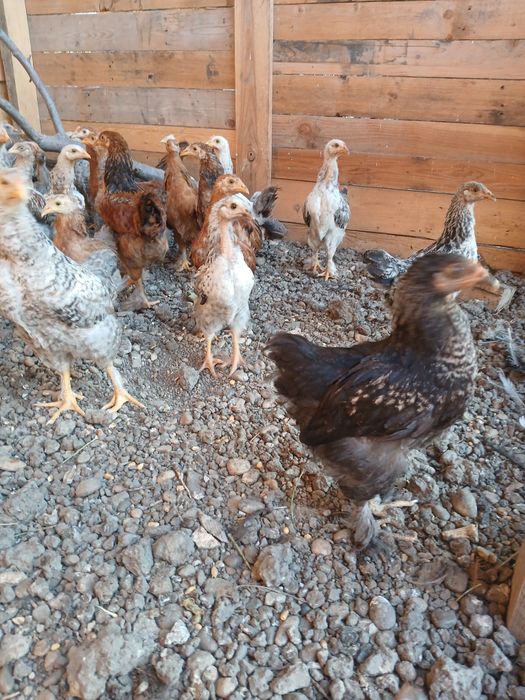 Vand 35 de Pui țărănești de casa ,încălțați!