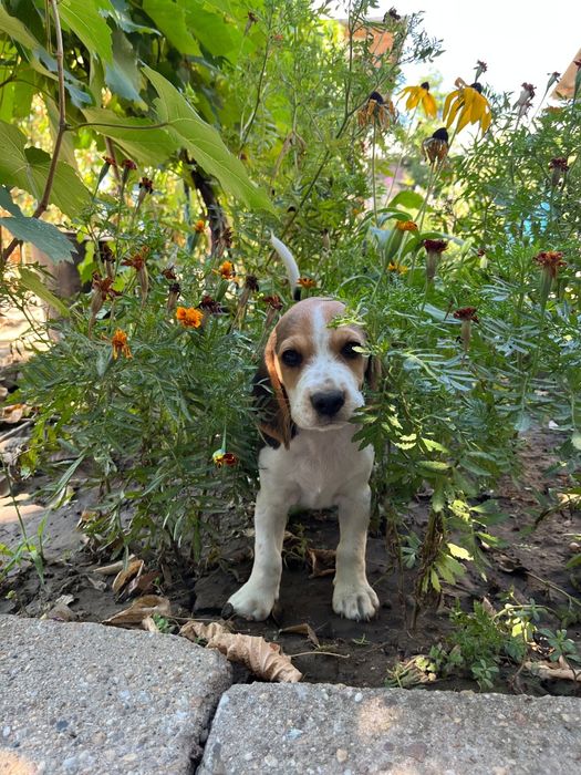 Caut casa pentru 5pui beagle bicolori/tricolori
