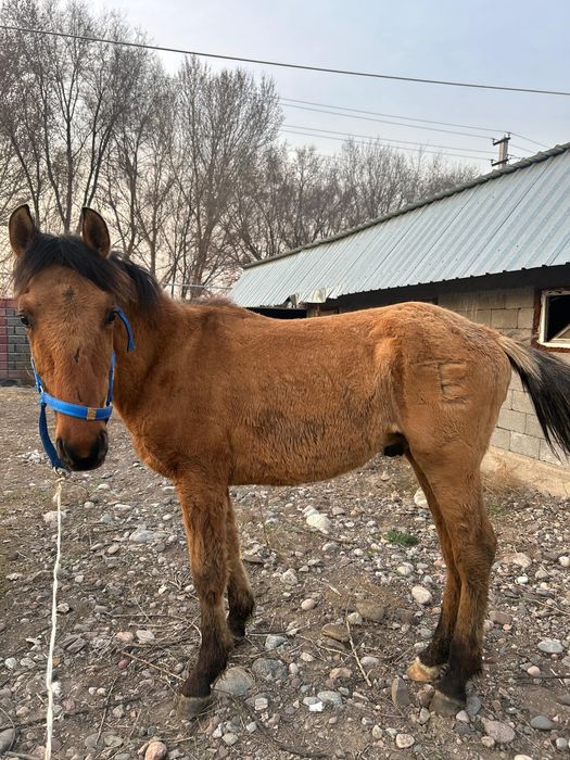 Продается лошадь