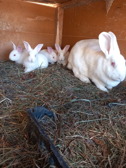 Iepuri hicole de vanzare