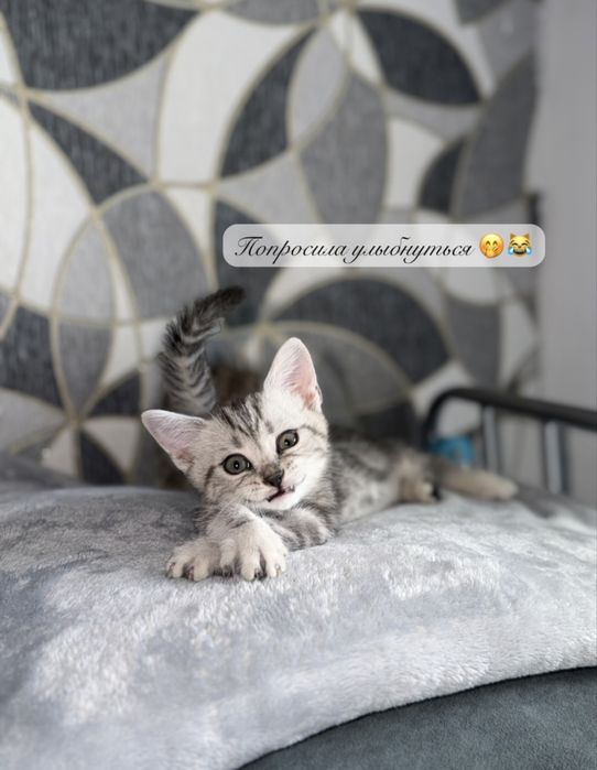 Котята Актобе скоттиш фолд