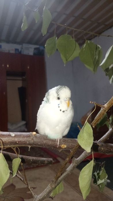 Продам волнистого папугая