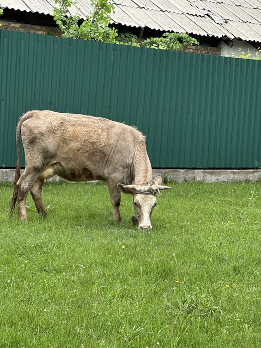 Корова первый отел
